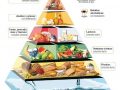 ¿Dónde se encuentran los carbohidratos en la pirámide alimenticia?